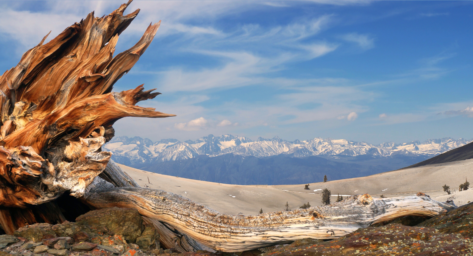 View from a bristlecone forest at the crest of the White Mountains, looking across the Owens Valley to the snow covered Sierra Nevada with the Palisades showing prominently.